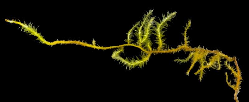 Campylophyllum sommerfeltii